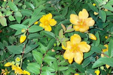 道端に咲いてる花を撮るのが好きだけど、やっぱり地元名寄の広大なひまわり畑が見たくなります

I like taking pictures of flowers ...