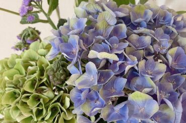 紫陽花

緑の紫陽花珍しくてかわいい
お花を綺麗にいけるの難しいなあ、、研究しようコツなど知ってる方いたらぜひ教えてください...