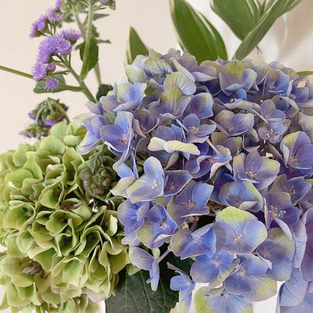 井口綾子 紫陽花 緑の紫陽花珍しくてかわいい お花を綺麗にいけるの難しいなあ 研究しようコツなど知ってる方いたらぜひ教えてください Moe Zine 井口綾子 紫陽花 緑の紫陽花珍しくてかわいい お花を綺麗にいけるの難しいなあ 研究しようコツなど知ってる方いたらぜひ教えてください Moe Zine