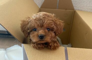 名前考え中
なにがいいかな？...