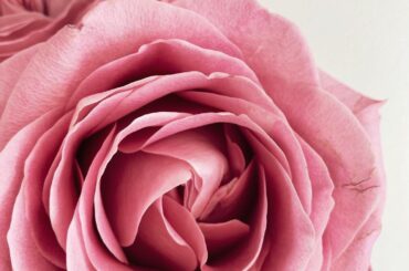 ピンクのバラはいつもお家にあって欲しい。。近所のお花屋さんには、行く度ピンクのバラですね、って覚えてもらっちゃったり。。　#maria_flower

I wa...