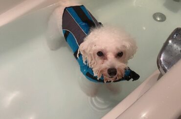 どの犬も犬かきってできると思ってたけどそうでもないのかもしれない

普通に足バタバタさせるもんかと思ったけど、犬によるのかな。

#犬かきできない　#思ってたの...