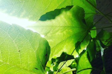 すっかり、なつだね〜
.
少し前にたそちゃんと女子会した時のパンケーキが女子力MAXでした〜おいしかった
.
.
.
#green #summer #panca...