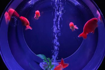 *
少し前のお話...

アートアクアリウム美術館に行ってきました
金魚さんが3万匹も...
とても幻想的な空間で癒されました
そしてのんちゃん @noriko...