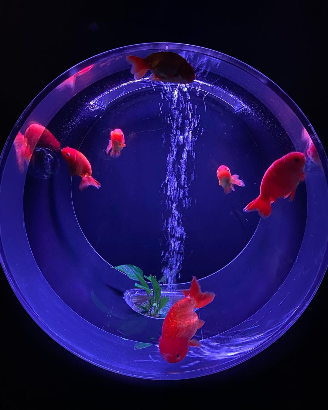今野杏南 少し前のお話 アートアクアリウム美術館に行ってきました 金魚さんが3万匹も とても幻想的な空間で癒されました そしてのんちゃん Noriko Moe Zine