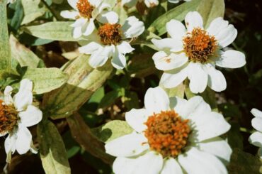 Bunga
お花見かけるとすぐ写真撮っちゃう...