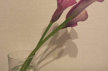 先日、ゲームで男の子を演じたのですが、無事に声が出てよかったです
必殺技なので、どうしてもお腹から声をださなきゃですし、今のぽんぽこりんのお腹でいけるかドキドキ...