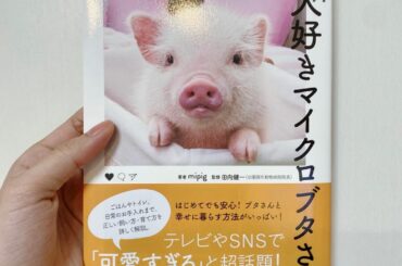 #大好きマイクロブタさん 
可愛い可愛い可愛すぎるーーーーっ
#マイクロブタ #mipig...