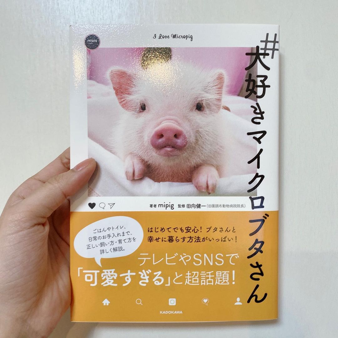 飯窪春菜 大好きマイクロブタさん 可愛い可愛い可愛すぎるーーーーっ マイクロブタ Mipig Moe Zine 飯窪春菜 大好きマイクロブタさん 可愛い可愛い可愛すぎるーーーーっ マイクロブタ Mipig Moe Zine