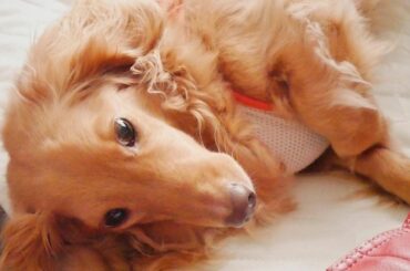 .
こんにちはー^ ^♡
.
今日は８月６日！！

ハムの日。だそうです。

ということでウチの世界一可愛い愛犬ハムちゃんのお写真を...

ちなみにハムちゃん...