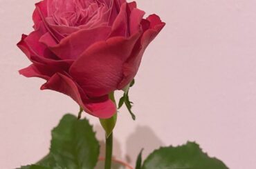 今週のしいたけ占いのハッピー気分倍増カラー
ピンクだったんだ〜
⁡
今日もとっても良い日になりました…♪
⁡
⁡
⁡
#juicejuice #稲場愛香 #ま...