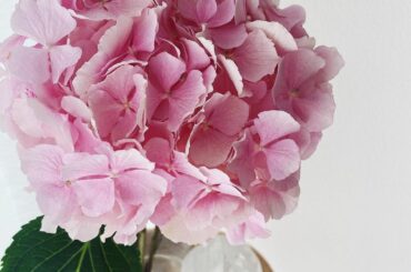 Today’s flower  #maria_flower...