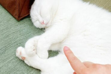 .

夏休み記念その26♪

撮影現場にいた可愛い猫ちゃん♪

ずっと寝ていた…( ✧Д✧)...