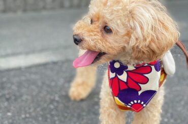 .
カメラ目線が一枚もない
写真嫌いなもなかです
#トイプードル #犬のいる暮らし #もなか...