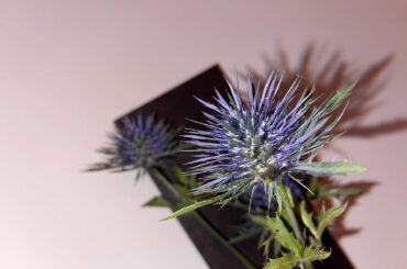 エリンジウム
とてもとても可愛いお花。
今年知りまして、、
お家でも飾ってます。
ドライフラワーでも良さそうね。...