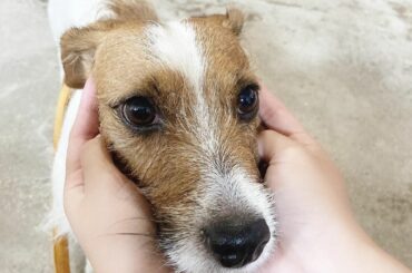 ・
友達のお家の犬ちゃん
みんなどんな犬ちゃん好きですか？...