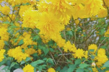 皆沢山のコメントやメッセージ本当にありがとう。
全部読ませてもらってます。
メソメソしてる時間は勿体ないので、気持ち切り替えて頑張っていくつもりなのでよろしくお...