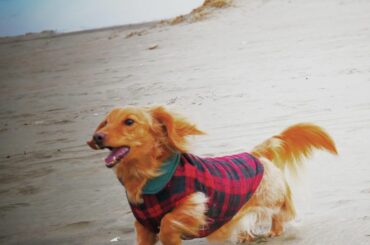 Happy Birthday HAMU
.
私のインスタではお馴染みの愛犬。

ハムちゃんのお誕生日です

やんちゃで、やかましくて、
愛情表現激しくて（激しす...