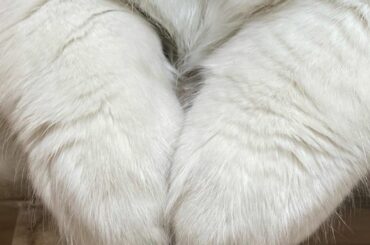 猫のこの部分好きなのわたしだけ？もふもふ

今日は嬉しいことがひとつ〜！

昔から応援してくださってるファンの方から、結婚式の前撮りの写真が送られてきて...