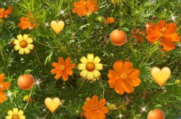 お花見てると元気もらえるよね。
皆は何の花がすき？...