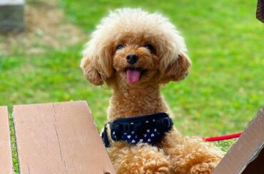 シェリちゃん、はじめての #福井県 ...