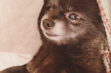 赤ちゃんみたいだけどもう立派なレディ

#kotsume...