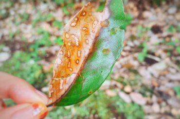 半分枯れてる...