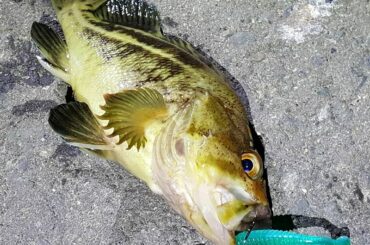 ㅤㅤㅤㅤㅤㅤㅤㅤㅤㅤㅤㅤㅤ
ナイトロック
ㅤㅤㅤㅤㅤㅤㅤㅤㅤㅤㅤㅤㅤ
鮭釣りも楽しいけれど、やっぱりロックフィッシュはやめられないです
ㅤㅤㅤㅤㅤㅤㅤㅤㅤㅤㅤㅤ...