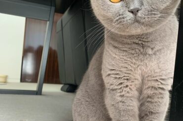 9月10日は沙羅の10歳のお誕生日でした
⁡
道長と沙羅、
共に10歳を迎えることができました
⁡
⁡
昨年道長が闘病を始めてから今はかなり落ち着き容体も安定し...