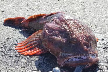 ㅤㅤㅤㅤㅤㅤㅤㅤㅤㅤㅤㅤㅤ
ロックフィッシュ
ㅤㅤㅤㅤㅤㅤㅤㅤㅤㅤㅤㅤㅤ
カジカとエゾメバルをGET
鍋がうまいんだなぁ～(￣ー￣)ｂ
ㅤㅤㅤㅤㅤㅤㅤㅤㅤㅤㅤㅤ...