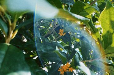 今年も色んなところで
金木犀の香り嬉しい︎︎

#秋 #金木犀 #金木犀の香り 
#キンモクセイ #キンモクセイの香り...