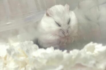 縮こまりぱりゅ。おにぎりみたいで可愛すぎる
 
#ハムスター #ハムスターのいる生活...