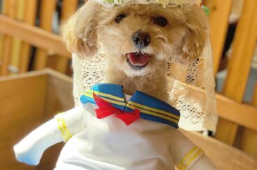 セーラー服を♪ぬーがーさーないでっ♪
(男の子)
#トイプードル #男の子です
#セーラー服 #コスプレ...