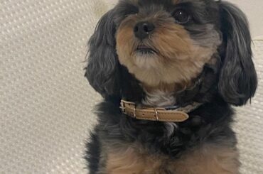 ぽんちゃん可愛すぎたよ…
⁡
癒されまくった…
⁡
⁡
飼い主♡ @chisaki__morito.official 
⁡
⁡
#juicejuice #稲場...