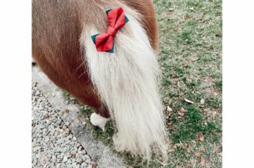 Ponytail
@nasufarmvillage...