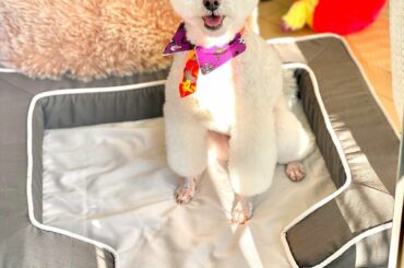 .
Happy Halloween
ぱぴちゃんがとっても上手にトリミングされてきたので、喜んでいる私です笑

たまに、ヤギみたいになったりミーアキャットみたいな...