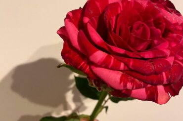 まおぴんがくれたお花.
⁡
稲場さんに似合いそうだなと思って!って♡
⁡
可愛すぎる…嬉しすぎる…
⁡
こんなお花あるんだね
⁡
⁡
#juicejuice ...