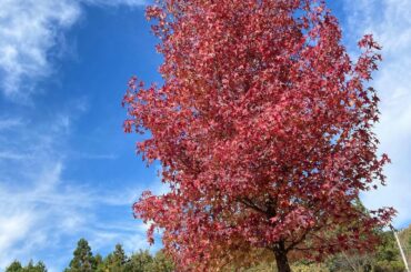 #紅葉 
今年もギリギリ散る前に撮れて良かった〜〜...