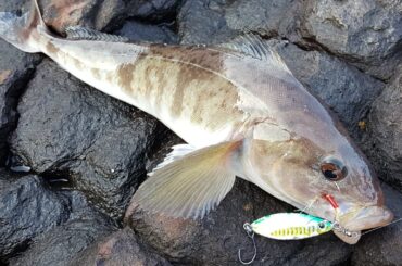 ㅤㅤㅤㅤㅤㅤㅤㅤㅤㅤㅤㅤㅤ
ホッケ釣りに行ってきました
ㅤㅤㅤㅤㅤㅤㅤㅤㅤㅤㅤㅤㅤ
さて、どう調理しようかな？
お刺身か煮付けか？
フライも美味しいですし、悩み...