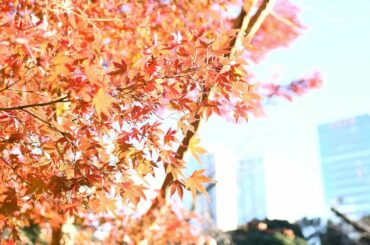 *
先日の公園で見つけた秋です

光や色味を自分の感じた通りに出す難しさ

#秋#紅葉#晴れ...