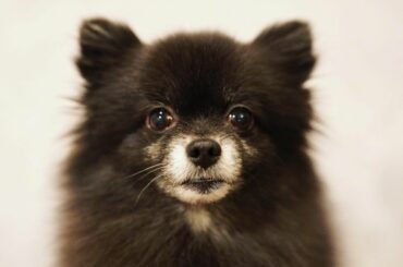 見つめてる

カメラが趣味のおじさんが撮影してくれました。
 
 #kotsume...