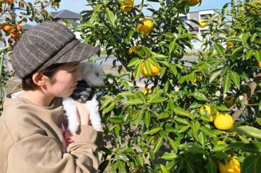 #冬至
パパが作った柚子をみぃころと見に行った日の写真
この柚子絶品なんよ！！
私は今日お風呂にいれて温まります

前の投稿へのコメントやメッセージ
嬉しかった...