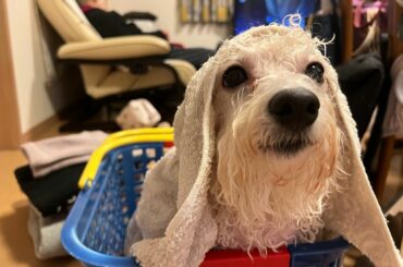 2022年1本目の動画
92歳差の友情実家Vlogみてくれた？

久しぶりに祖母も登場してます

年末から年始にかけてのはなまさのいい写真が沢山あったのでまとめ...