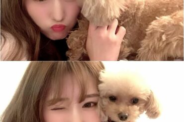 #2022 #LOVE #toypoodle #myprincess #nagoya...