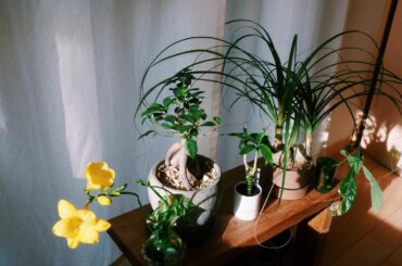 朝日浴びて気持ちよさそうな可愛い子ちゃんたち。
今日は蟹座の満月。石たちを月光浴させてあげよーっと。
#わたしのすきなものこと...