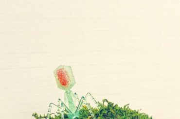 ︎
T4ファージ
のガチャガチャをしました。...