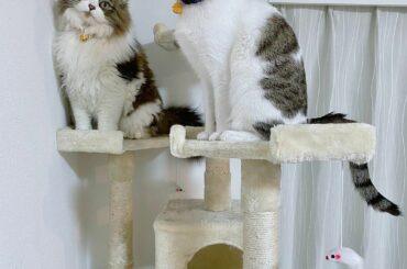 テトみーこ
私が帰ってくる時にいつもドア横のキャットタワーで2匹が待ち構えてくれてるの
愛おしさを感じます
#cat #catstagram #ねこすたぐらむ ...