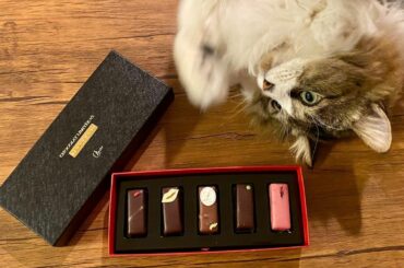 @louange_tokyo のギモーヴショコラ
テトも興味津々なの可愛かった
#valentine #バレンタイン #louangetokyo...