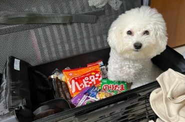 入院バッグの中身用意するかーと思い腰を持ち上げてみたが

犬エントリーしてた。

#進まないパッキング #入院バッグ...