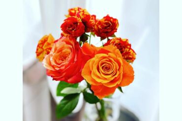 *
Happy Valentine!

(去年の末にいただいたバラを今更載せてみる)

このあとよる9時〜 #アベプラ
ご覧ください

#バレンタイン#vale...